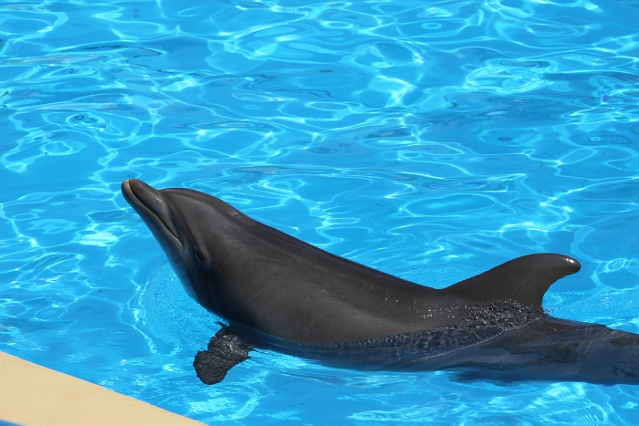 Marineland - Dauphins - 003